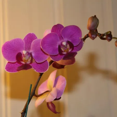 Dalen Bed & Breakfast B&B 3*